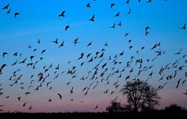 في اليوم العالمي للطيور سماء العقبة تمتلىء بألف طائرة ورقية