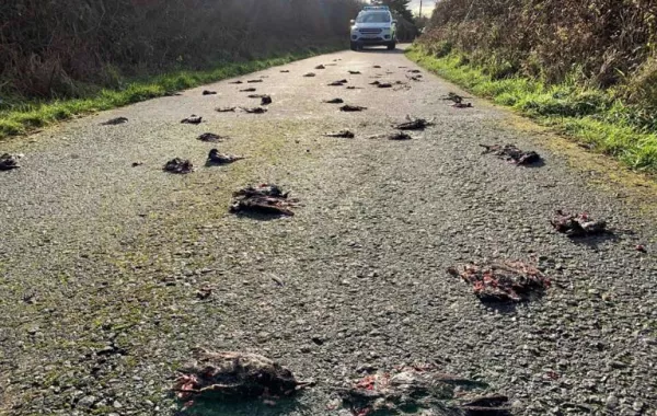 بريطانيا تحقق لحلّ لغـز سقوط مئات الطيور النادرة ميتة أثناء تحليقها